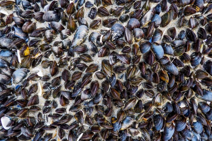 CDPH Cautions To Avoid Consuming Shellfish From San Francisco