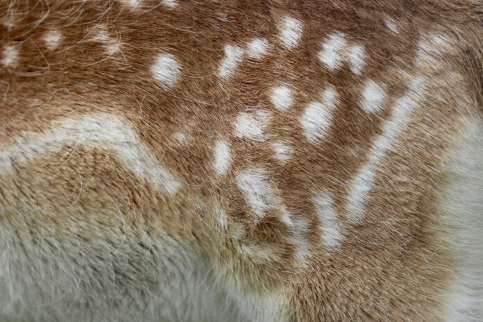 San Francisco Fur Ban Upheld Despite Legal Challenges