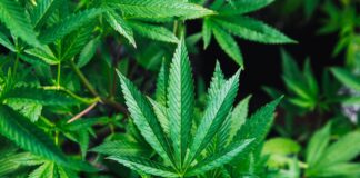City College Of SF Offers Studies In Cannabis