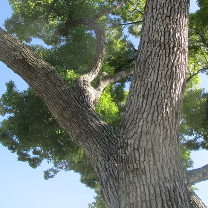 Shade Trees Adapt To Urbanism shade trees