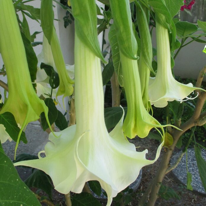 Fragrant Flowers Have Ulterior Motives fragrant