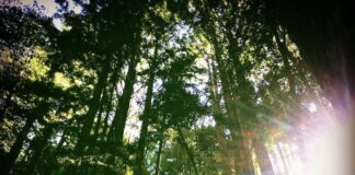 Bay Area Hike Stirs Up Memories Of Plane Crash