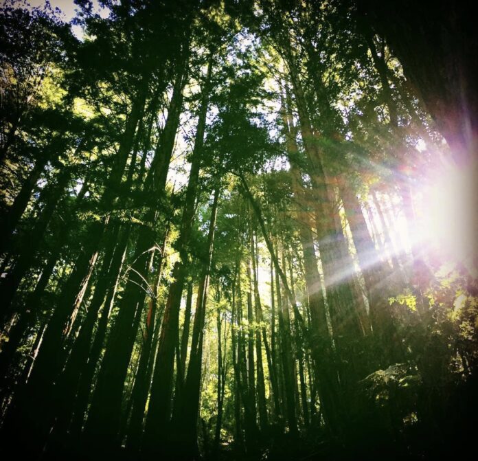 Bay Area Hike Stirs Up Memories Of Plane Crash