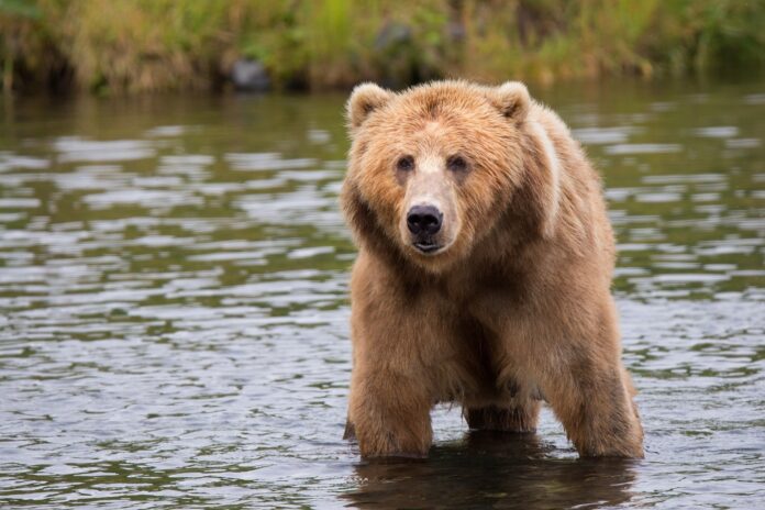 Vehicles Hit Four Bears At Yosemite National Park