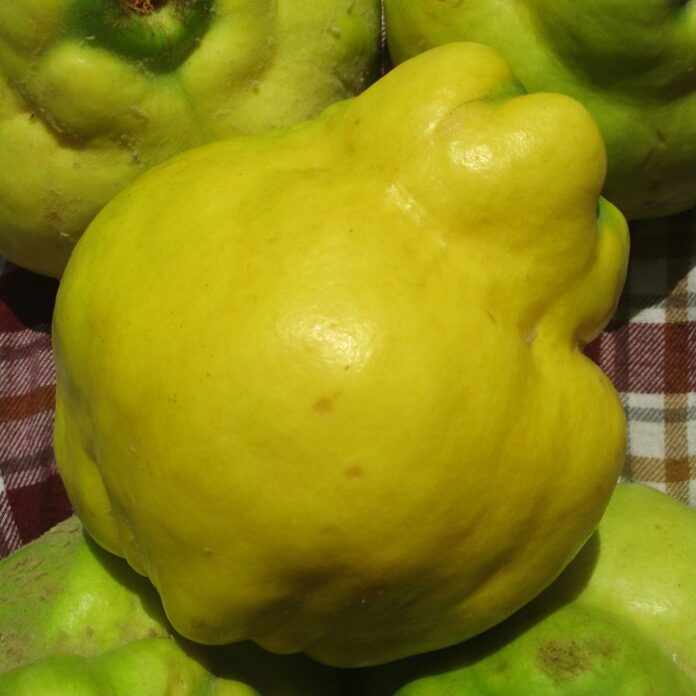 Pomes Produce Better Than Palms pomes