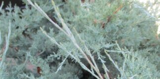 Juniper Turns Over A New Leaf juniper