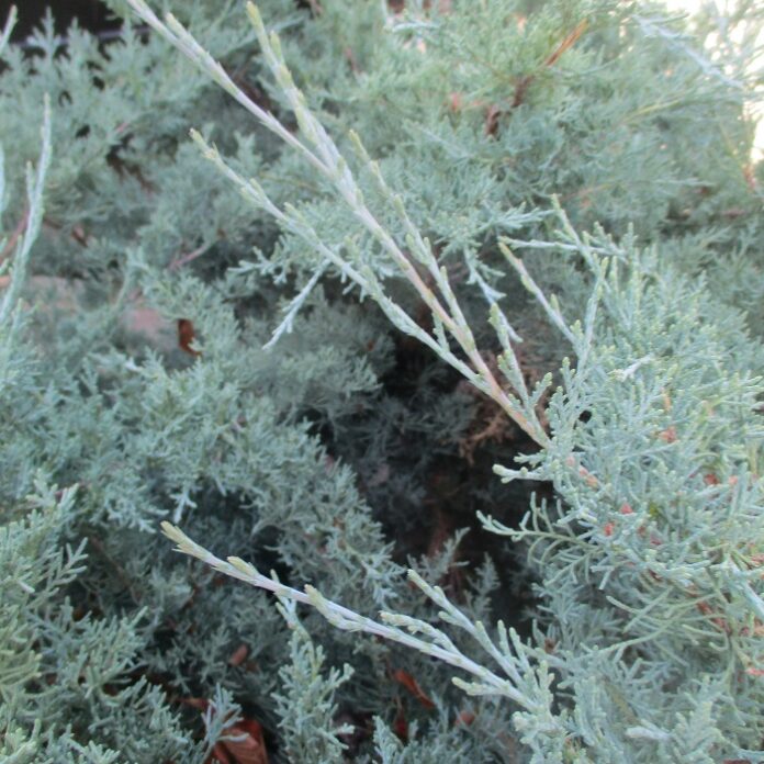Juniper Turns Over A New Leaf juniper