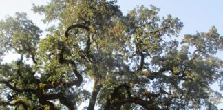 Deciduous Trees Defoliate Through Autumn deciduous