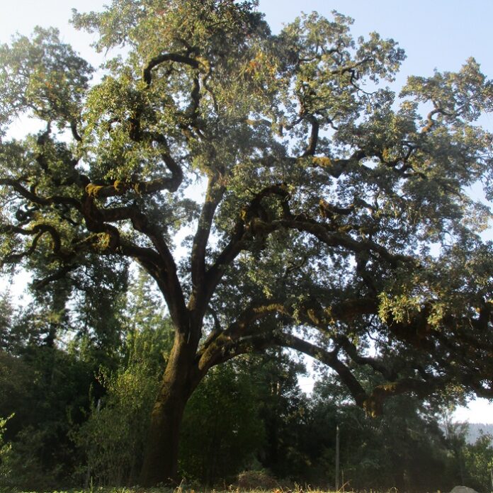 Deciduous Trees Defoliate Through Autumn deciduous