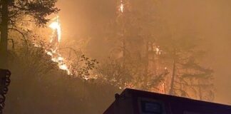 Man Arrested For Igniting Brush Fires In Portland