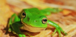 The Frog In The Boiling Water