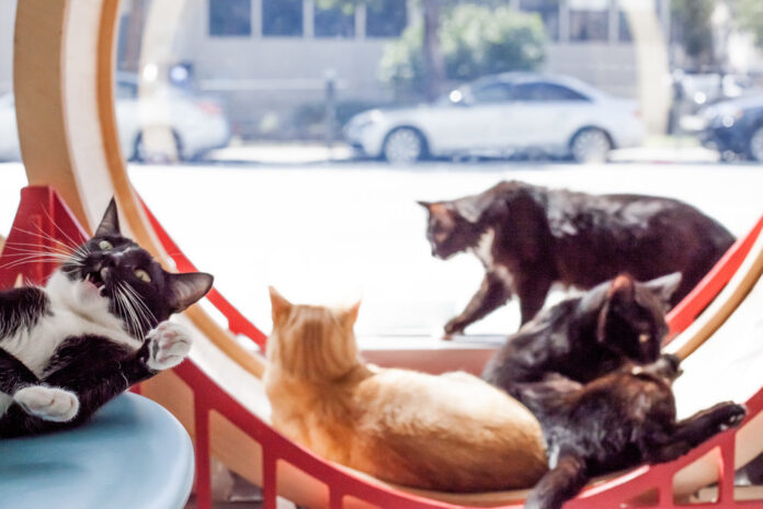 SF’s Only Cat Café “KitTea” Relocates To Mission District