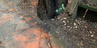 Big Basin Redwoods Park To Remain Closed For A Year