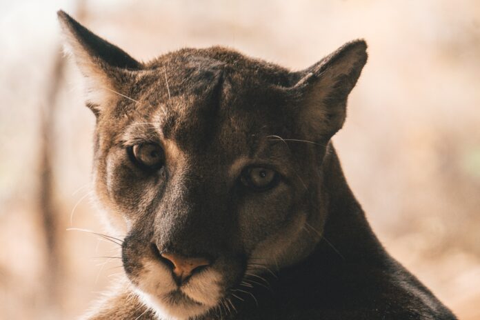 Mountain Lion Gazes At Children In Pacifica
