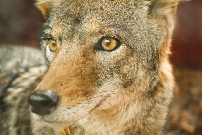 Coyote Bites Woman On Tennessee Beach