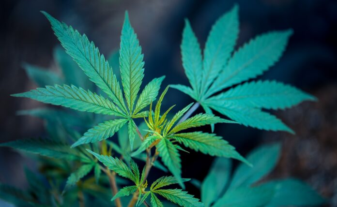 87 Pounds Of Marijuana Seized At Nashville Airport