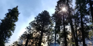 Sequoia And Kings Canyon National Park Approve Campfire Ban
