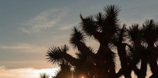 Hiker Dies At Joshua Tree National Park