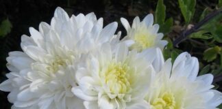 Color Is Not Black And White color