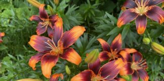 Art Facilities Reopen In San Francisco