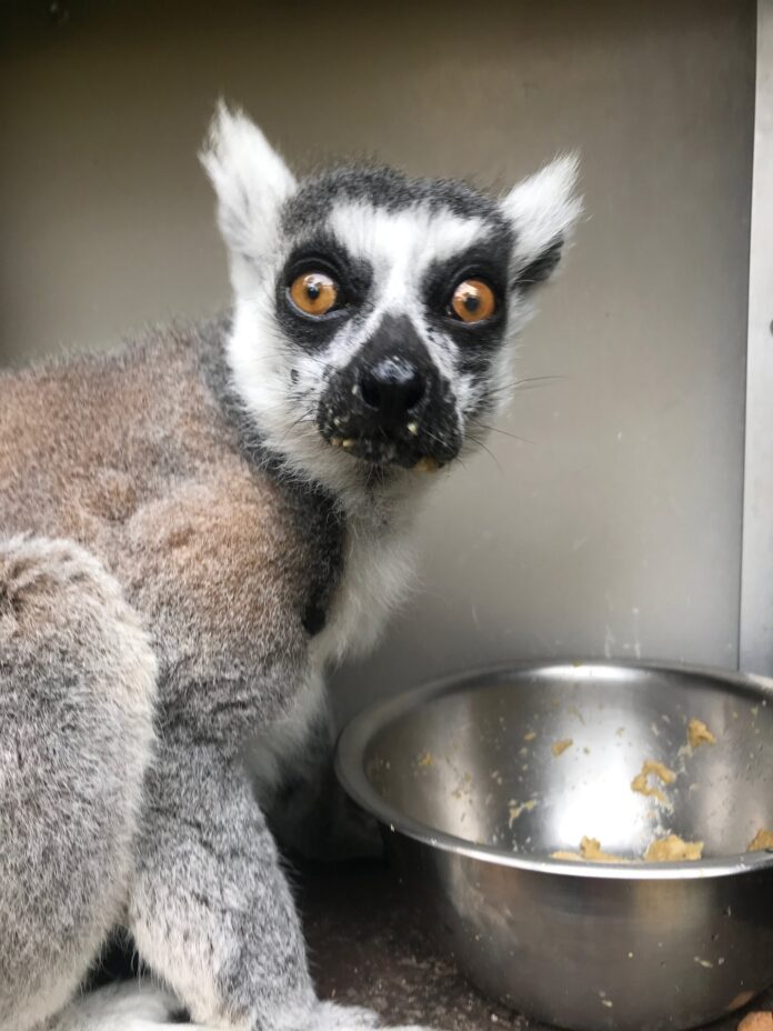 Stolen Lemur Returned, Suspect Arrested