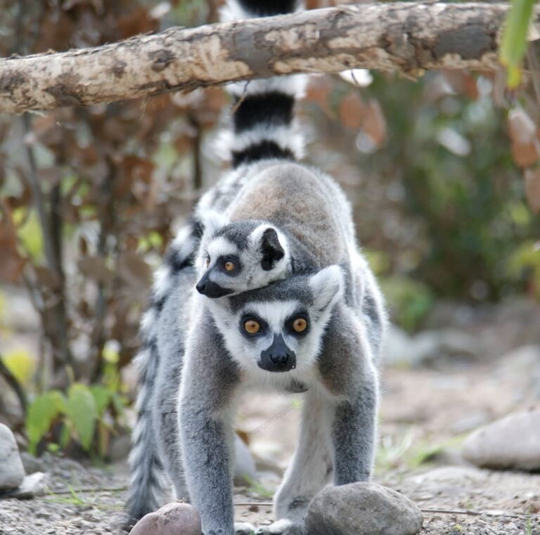 Lemur Missing From The San Francisco Zoo