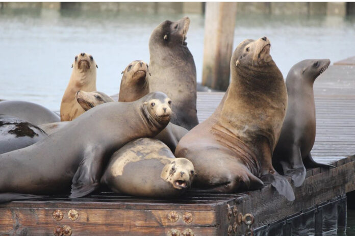 Celebrating 30 Years Of Sea Lions At Pier 39