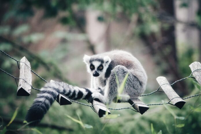 Maki The Lemur Recovering At SF Zoo