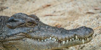 California’s Alligator Products Ban Temporarily Halted
