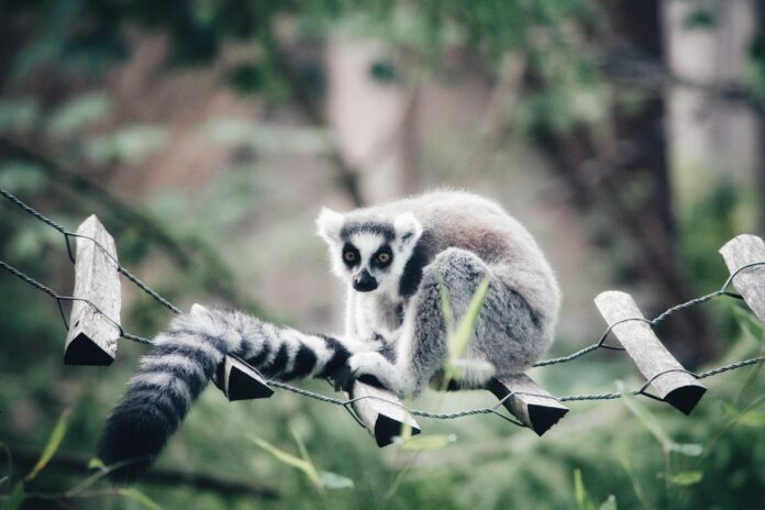 Young Boy Finds Endangered Missing Lemur