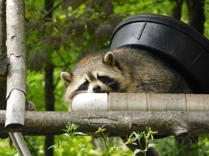 Raccoon Rescued From City Hall Window