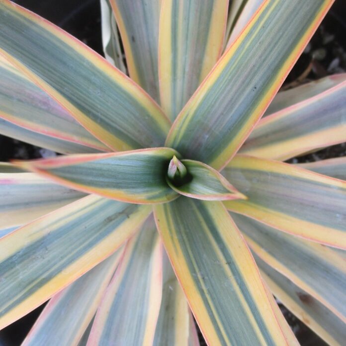 Dividing Perennials Equates To Multiplying dividing