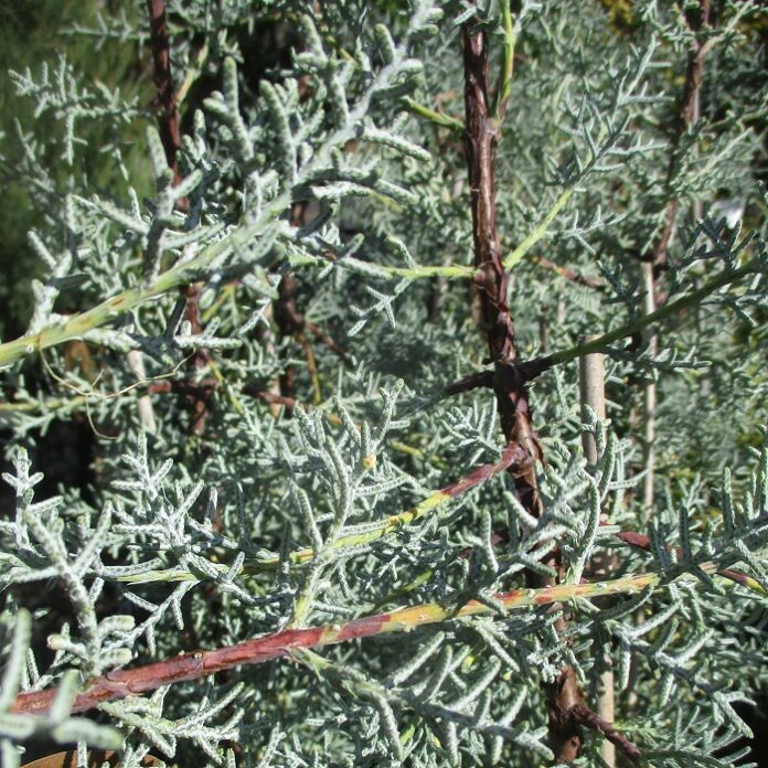 Mess Is Not Limited To The Deciduous mess