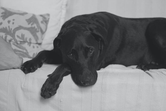Company Raises $10 Million To Study Cancer In Dogs