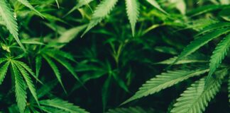 One-Year Tax Break For Cannabis Industry