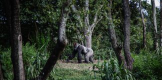 Thirty-Nine Year-Old Gorilla At SF Zoo Dies
