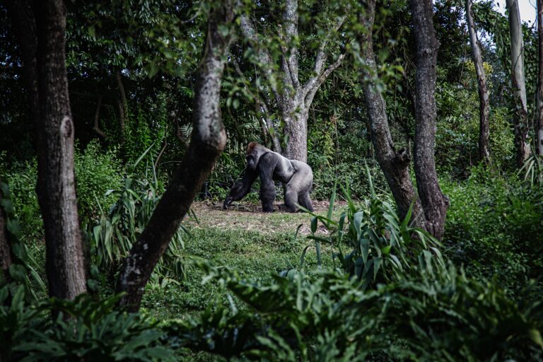 Thirty-Nine Year-Old Gorilla At SF Zoo Dies
