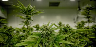 Anonymous Tip Leads Police To Illegal Grow Operation