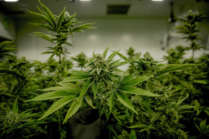 Anonymous Tip Leads Police To Illegal Grow Operation