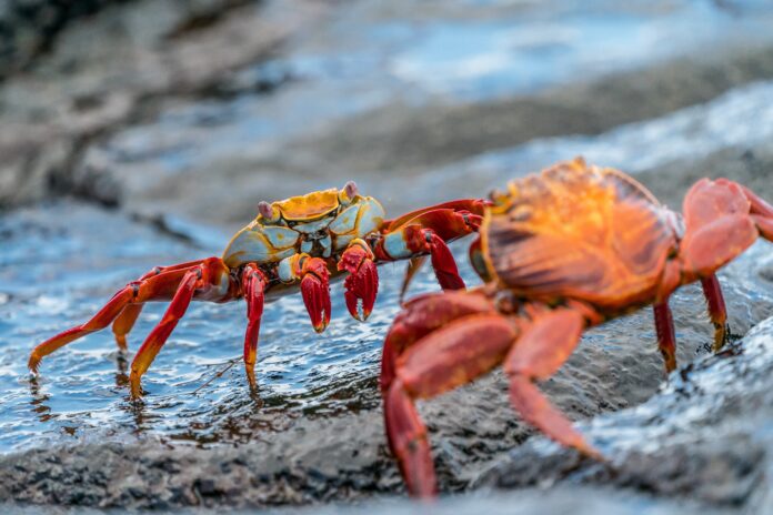 Crab Season In California Postponed