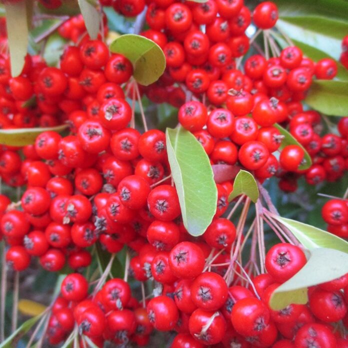 Colorful Berries Brighten Wintry Gardens colorful berries