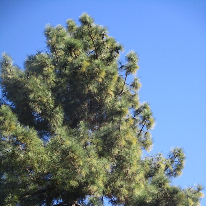 Christmas Trees Are Major Cut Foliage Christmas