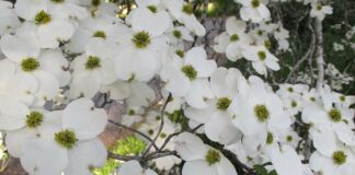 Winter Is The Main Season For Pruning winter