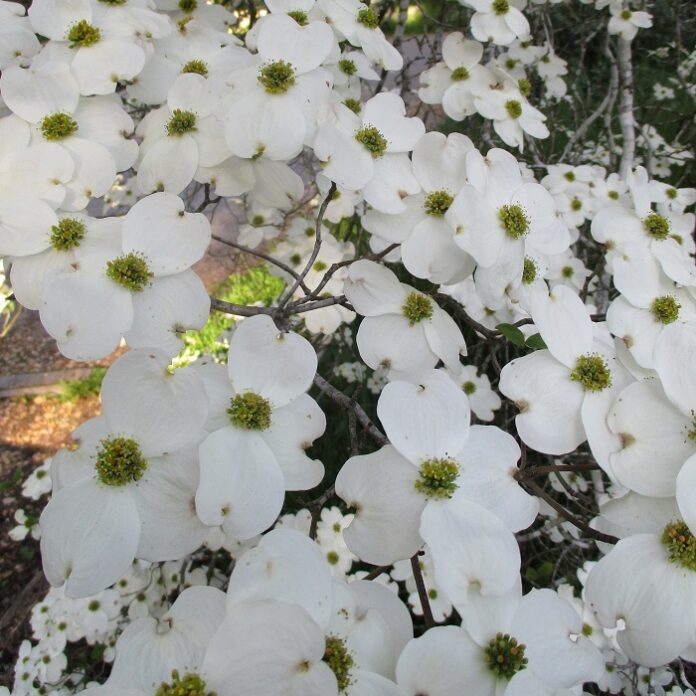 Winter Is The Main Season For Pruning winter