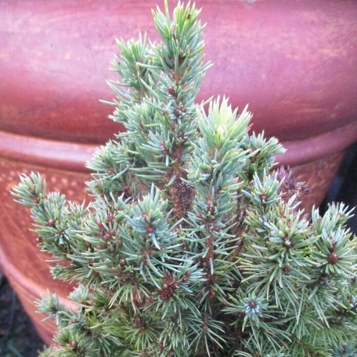 Pot Plants Generally Burn Out pot plants