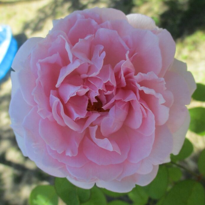 Pruning Roses During Winter Dormancy pruning roses