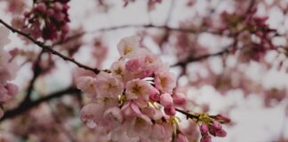 Two Cherry Blossom Trees Vandalized