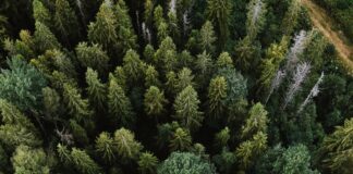 Camp Mather’s Summer 2021 Camp Canceled