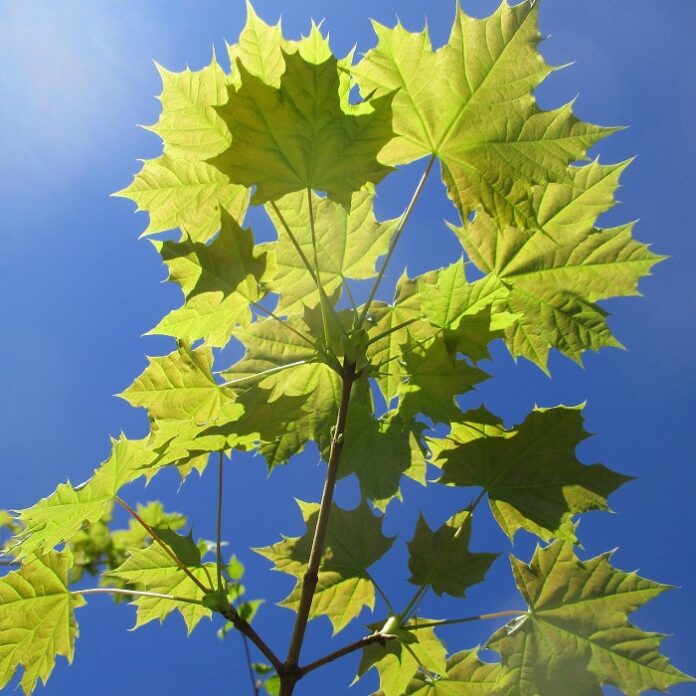 Coppicing And Pollarding Annoy Arborists coppicing