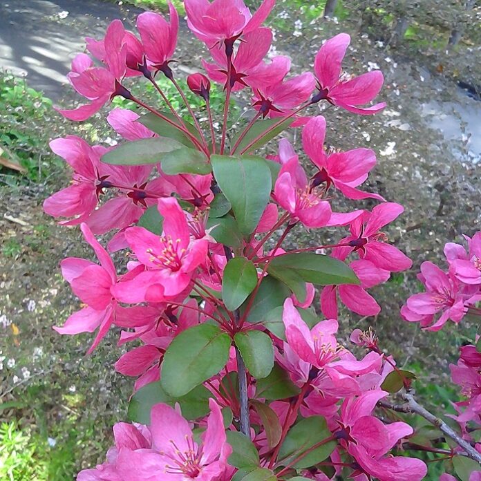 Spring Pruning Of Flowering Trees spring pruning